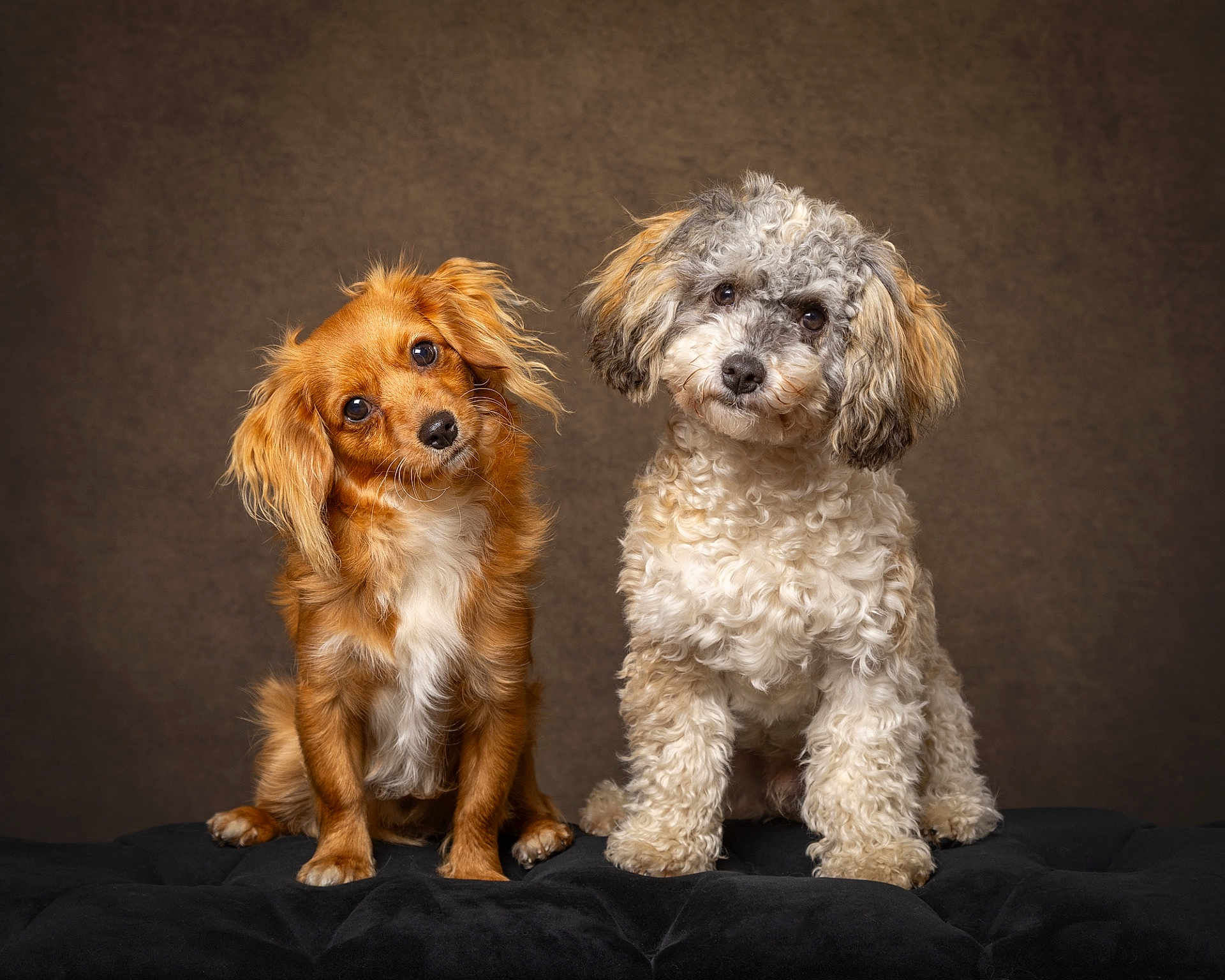 Rapha And Rowan joined the competition — help win amazing prizes! dog, cute, portrait, brown_background, furry, pet, animal, two_dogs, curious, fluffy, sitting, black_cushion, small_dog, head_tilt, studio, indoor, adorable, friendly, companion, closeup