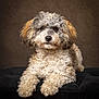 Rapha And Rowan is registered to the contest to win money with this photo: dog, curly_fur, fluffy, portrait, pet, animal, brown_background, black_surface, cute, indoor, studio_lighting, mammal, friendly, domestic_dog, fur, paw, nose, ears, lying_down, looking_at_camera