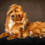 Rapha And Rowan is registered to the contest to win money with this photo: dog, canine, pet, fur, portrait, head_tilt, brown_fur, fluffy, animal, cute, lying_down, studio, soft_lighting, background_blur, paw, ears, expression, domestic_animal, mammal, companion