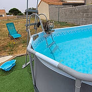 Yumi a rejoint le concours — aidez-le/la à gagner de superbes lots ! cat, tabby_cat, pool, ladder, backyard, grass, lawn_chair, plastic_basin, fence, house, roof, outdoor, daytime, cloudy_sky, pet, animal, water, recreation, summer, curious