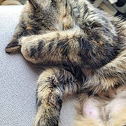 Yumi participe au concours pour gagner de l'argent avec cette photo : animal, cat, closeup, couch, covering_face, cozy, cute, feline, fur, indoor, nap, paw, pet, relaxed, resting, sleeping, soft, tabby, texture, whiskers