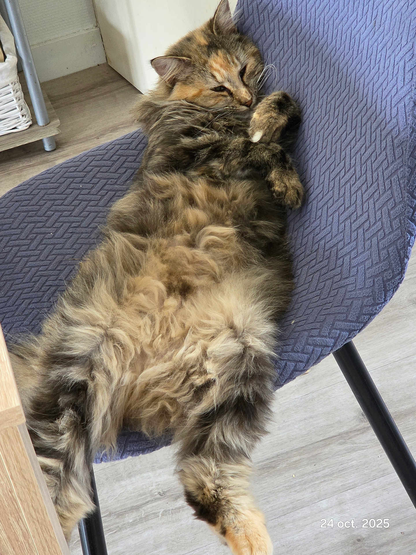 Yumi participe au concours pour gagner de l'argent avec cette photo : cat, fluffy, relaxed, indoor, chair, purple, furniture, pet, sleepy, fur, whiskers, paw, wooden_floor, basket, home, cozy, resting, animal, cute, domestic