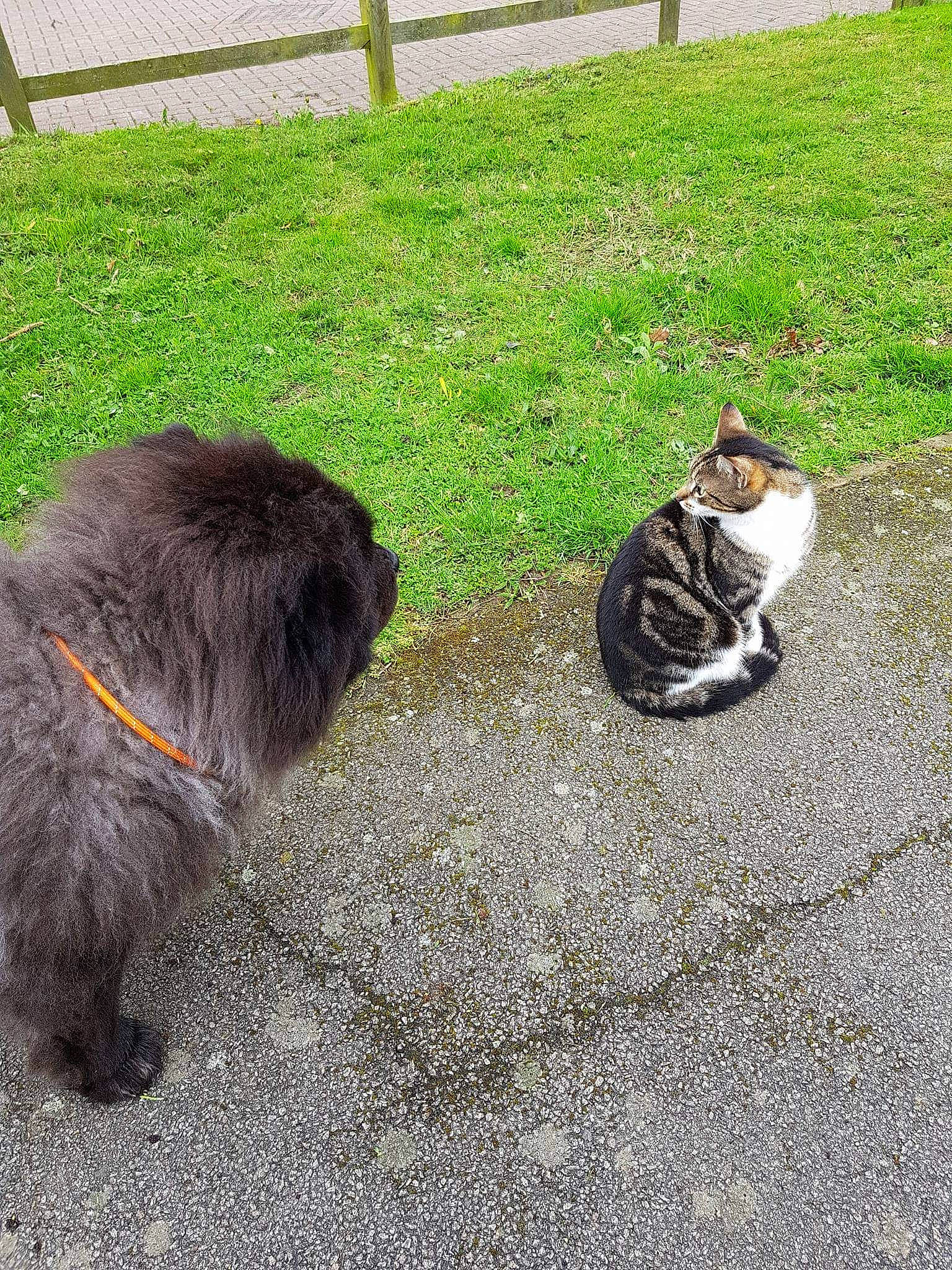 Murphy is registered to the contest to win money with this photo: canidae, carnivore, cat, felidae, fur, grass, mammal, play, small_to_medium_sized_cats, tail