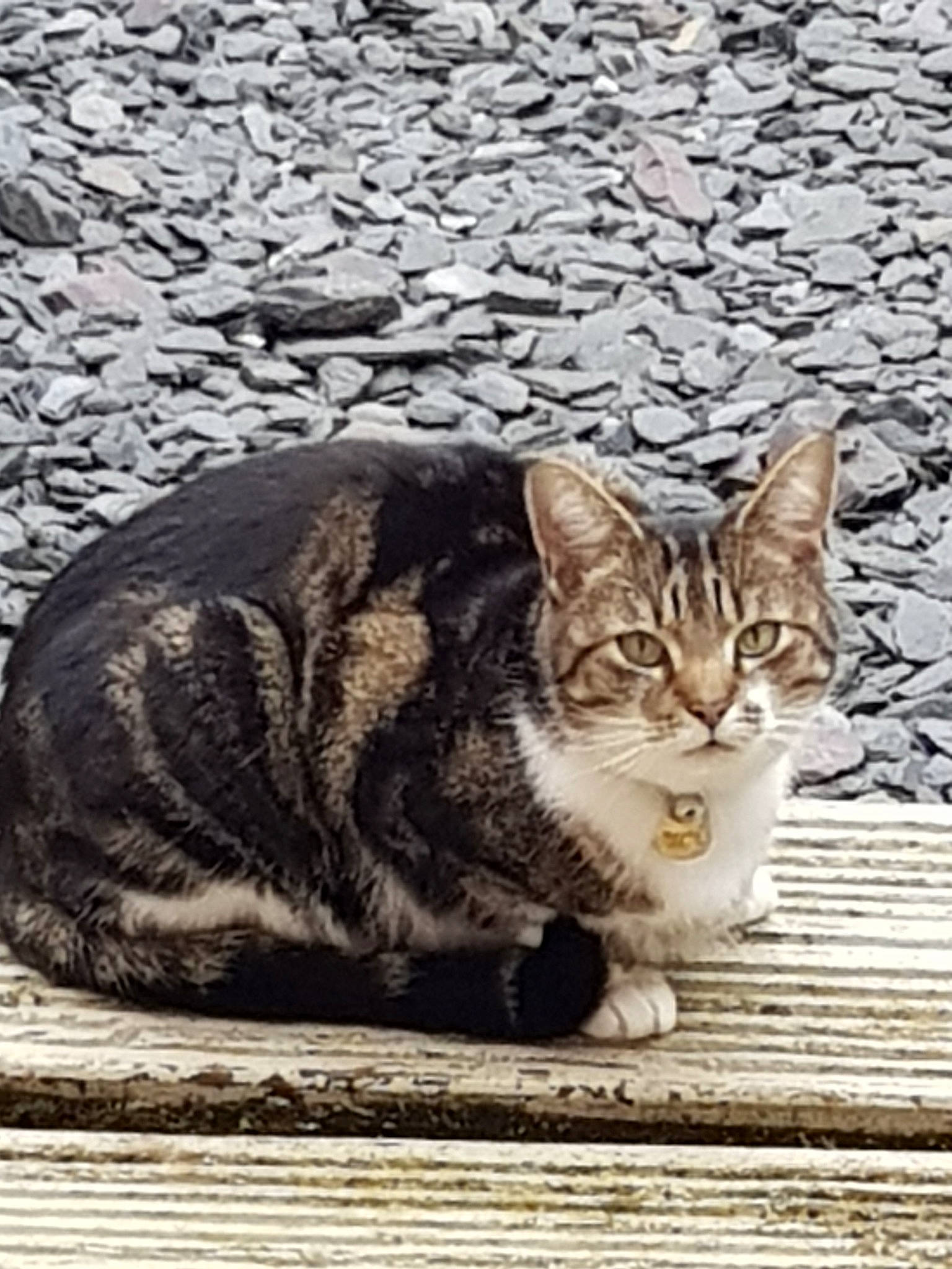 Murphy is registered to the contest to win money with this photo: aegean_cat, american_shorthair, american_wirehair, asian, carnivore, cat, domestic_short_haired_cat, dragon_li, european_shorthair, felidae, kitten, mammal, rusty_spotted_cat, small_to_medium_sized_cats, sokoke, tabby_cat, whiskers, wild_cat