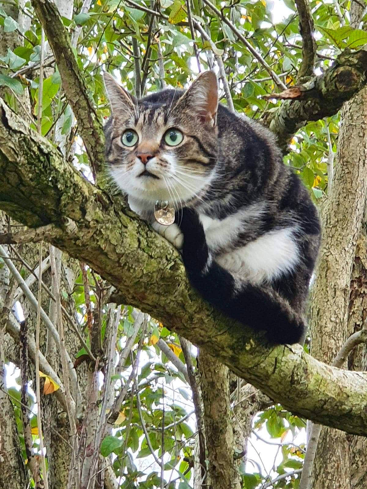 Murphy is registered to the contest to win money with this photo: american_shorthair, american_wirehair, asian, carnivore, cat, domestic_short_haired_cat, dragon_li, european_shorthair, felidae, mammal, plant, rusty_spotted_cat, small_to_medium_sized_cats, tabby_cat, tree, trunk, whiskers, wild_cat, wildlife