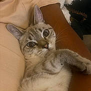 Yuzu Et Bouille a rejoint le concours — aidez-le/la à gagner de superbes lots ! animal, cat, closeup, comfort, curious, cute, domestic, ears, eyes, feline, fur, indoor, lap, mammal, person, pet, relaxing, resting, soft, whiskers