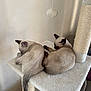 animal, cat, cat_tree, cozy, cute, domestic_animal, feline, fur, hanging_toy, indoor, pet, relaxing, resting, scratching_post, siamese_cat, sleeping, soft, tail, two_cats, whiskers