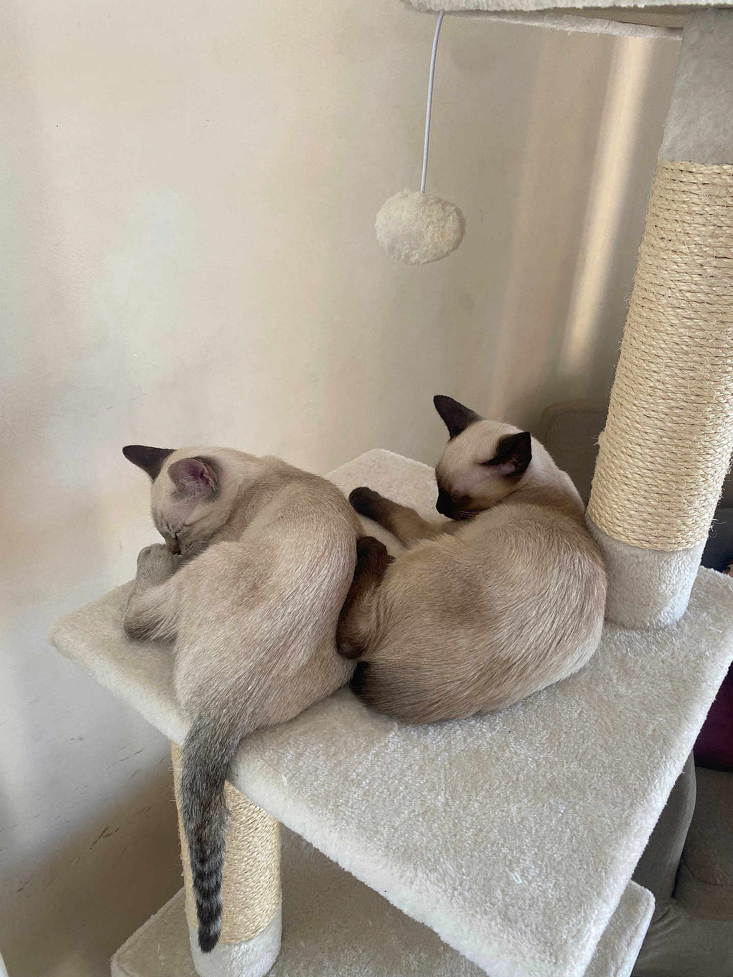 Yuzu Et Bouille