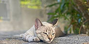 Yuzu Et Bouille participe au concours pour gagner de l'argent avec cette photo : animal, calm, cat, closeup, daylight, ears, feline, fur, greenery, mammal, nature, outdoor, paw, peaceful, pet, quiet, relaxed, resting, stone, sunlight