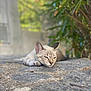animal, calm, cat, closeup, daylight, ears, feline, fur, greenery, mammal, nature, outdoor, paw, peaceful, pet, quiet, relaxed, resting, stone, sunlight