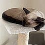 Yuzu Et Bouille participe au concours pour gagner de l'argent avec cette photo : animal, beige, brown, cat, cat_tree, cozy, ears, fur, furniture, home, indoor, paw, pet, quiet, relaxation, resting, siamese_cat, sleeping, soft, whiskers