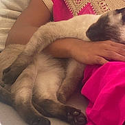 Yuzu Et Bouille participe au concours pour gagner de l'argent avec cette photo : arm, cat, closeup, comfort, couch, domestic_animal, fabric, feline, fur, gold_embroidery, hand, indoor, nap, paw, person, pink_clothing, relaxed, resting, siamese_cat, sleeping