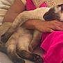 arm, cat, closeup, comfort, couch, domestic_animal, fabric, feline, fur, gold_embroidery, hand, indoor, nap, paw, person, pink_clothing, relaxed, resting, siamese_cat, sleeping