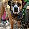 Brutus is registered to the contest to win money with this photo: dog, bandana, outdoor, patio, fence, plant, greenery, sunlight, animal, pet, canine, garden, sidewalk, brown, white, ears, face, standing, nature, looking