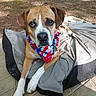 Brutus is registered to the contest to win money with this photo: dog, bandana, outdoor, pet, animal, brown_dog, white_paws, dog_bed, relaxed, canine, fur, ears, collar, tag, looking_up, sunlight, nature, ground, shade, tile_floor