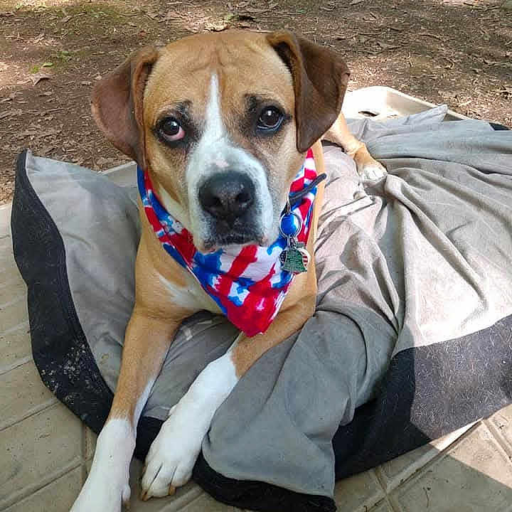 Brutus