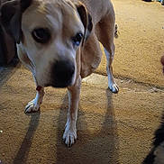 Brutus is registered to the contest to win money with this photo: dog, carpet, indoor, pets, animal, brown_dog, furniture, home, floor, closeup, blurred, canine, living_room, household_items, domestic_animal, shadow, ear, paw, background, standing