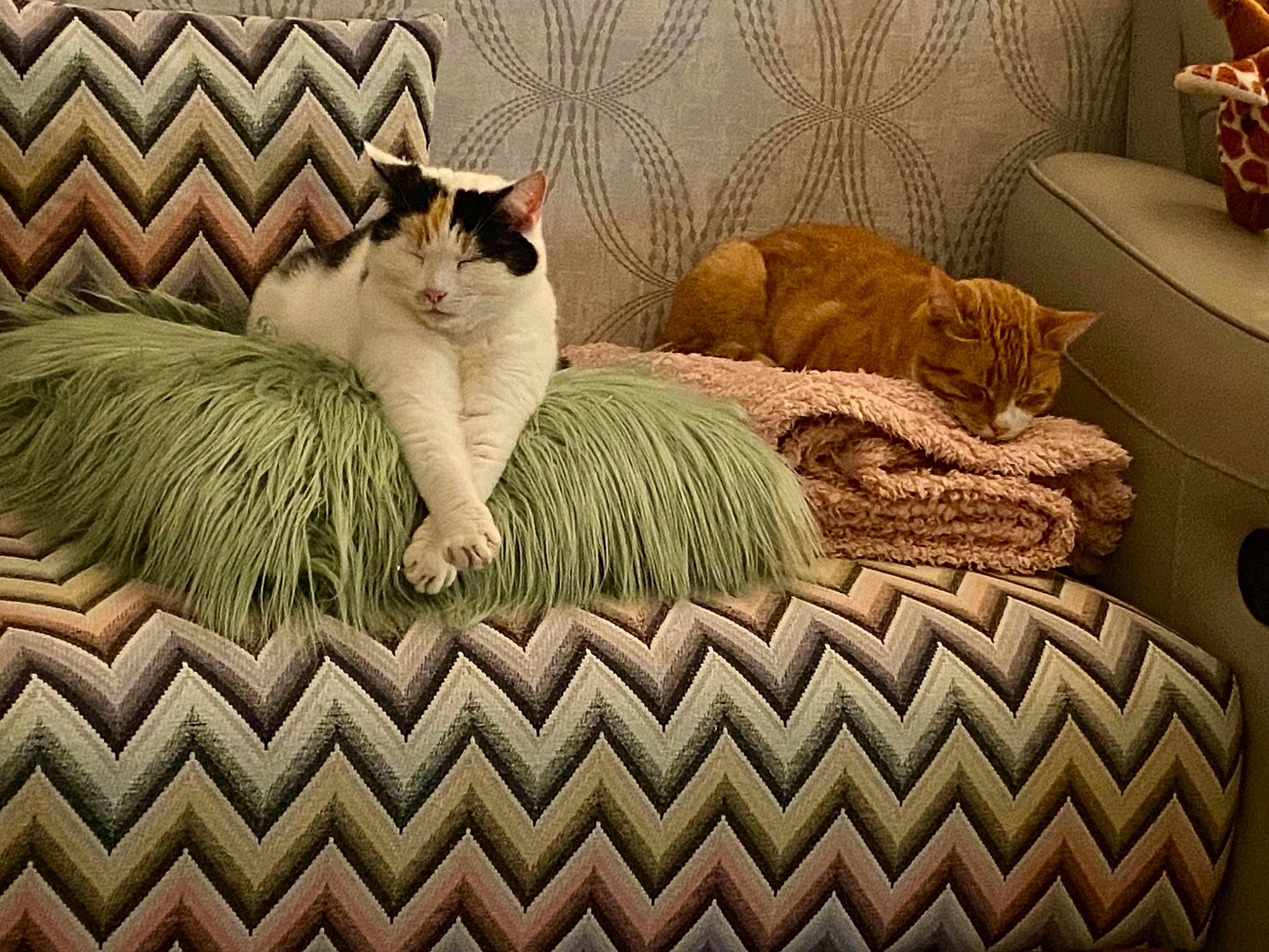 Lulu is registered to the contest to win money with this photo: art, carnivore, cat, comfort, domestic_short_haired_cat, felidae, flooring, fur, grey, linens, painting, pattern, rectangle, room, small_to_medium_sized_cats, tail, terrestrial_animal, textile, whiskers, wood