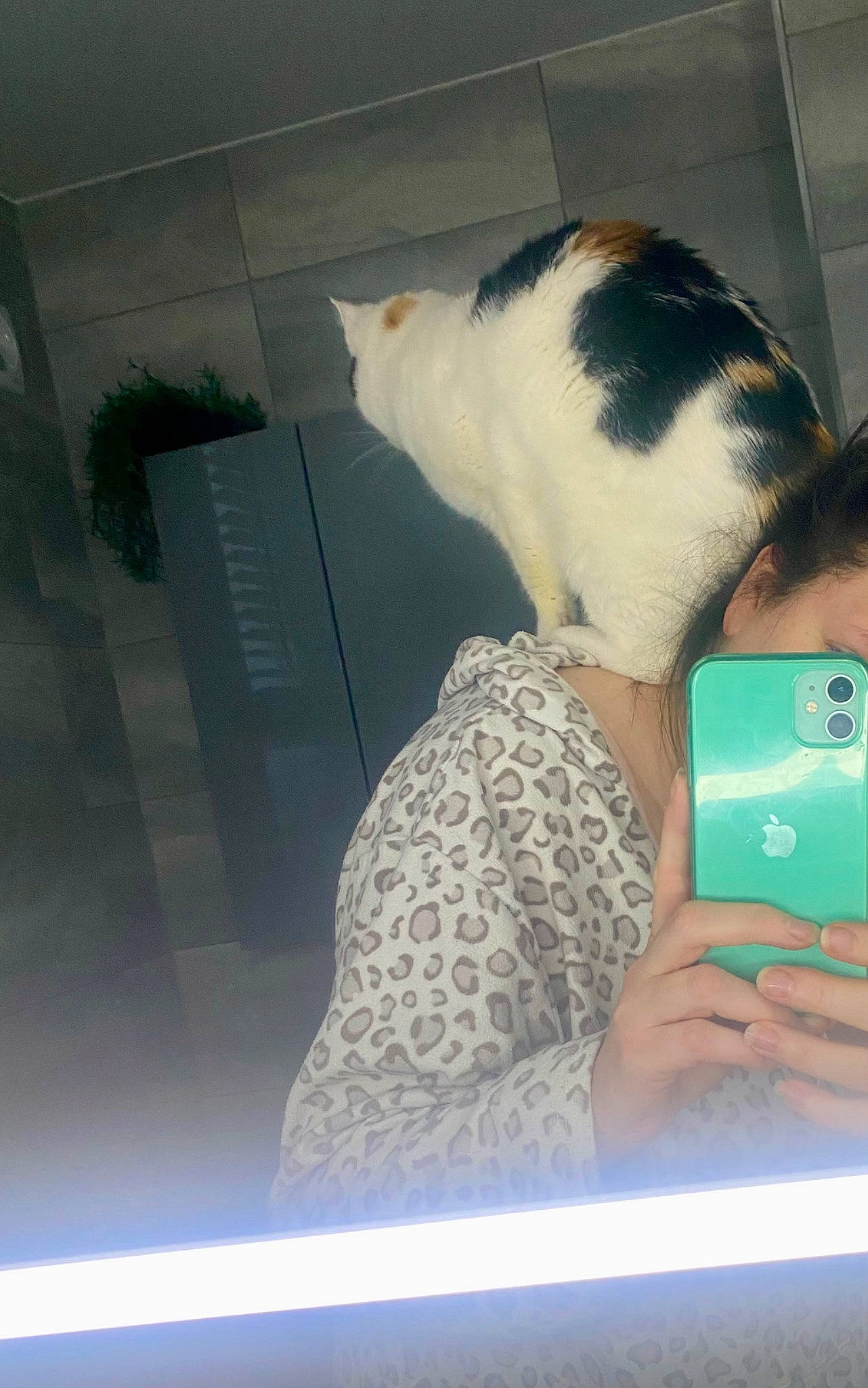 Lulu joined the competition — help win amazing prizes! cat, communication_device, display_device, domestic_short_haired_cat, electronic_device, felidae, flooring, fur, gadget, glass, houseplant, nail, rodent, room, small_to_medium_sized_cats, tail, whiskers, wrist