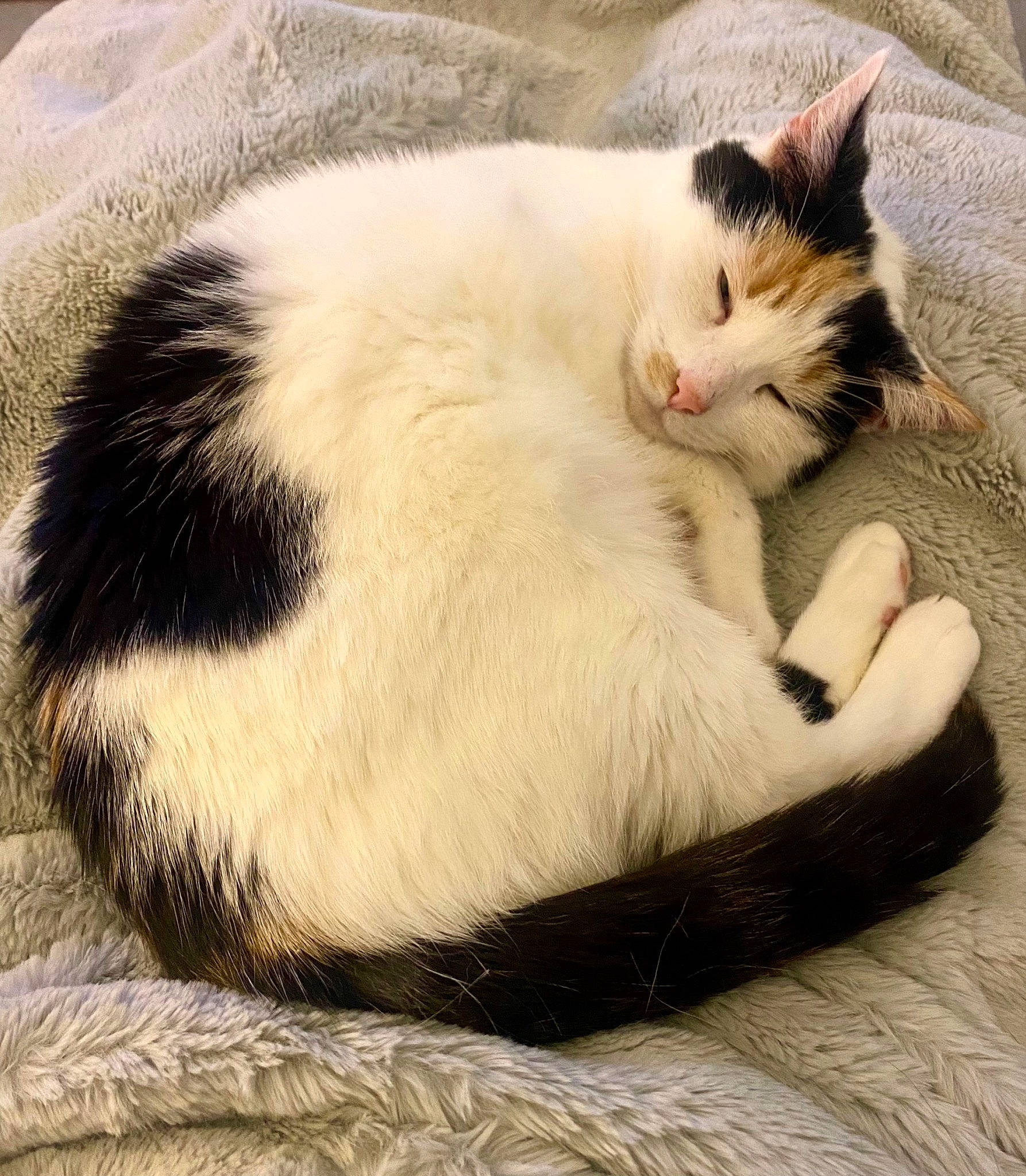 Lulu joined the competition — help win amazing prizes! carnivore, cat, cat_supply, claw, comfort, domestic_short_haired_cat, fawn, felidae, foot, fur, nap, paw, sitting, sleep, small_to_medium_sized_cats, tail, vertebrate, whiskers