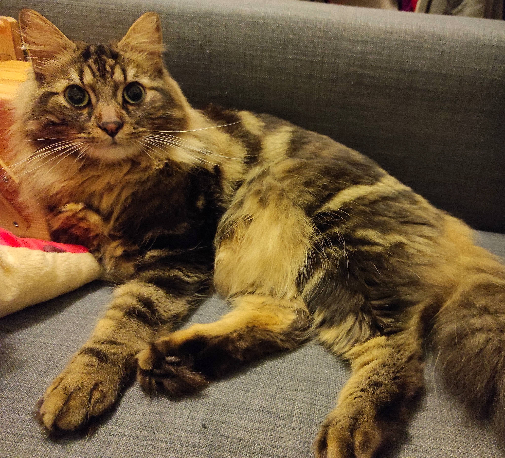 Buito participe au concours pour gagner de l'argent avec cette photo : carnivore, cat, claw, comfort, couch, domestic_short_haired_cat, felidae, fur, metal, paw, sitting, small_to_medium_sized_cats, snout, sofa_bed, square, tail, terrestrial_animal, whiskers, wildlife