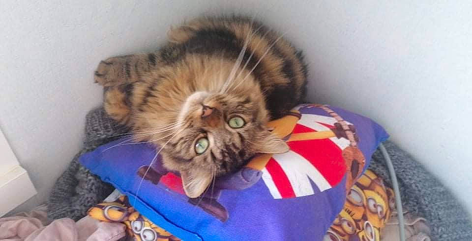 Buito a rejoint le concours — aidez-le/la à gagner de superbes lots ! carnivore, cat, cat_supply, claw, comfort, companion_dog, domestic_short_haired_cat, fawn, felidae, fur, nap, paw, small_to_medium_sized_cats, tail, terrestrial_animal, whiskers