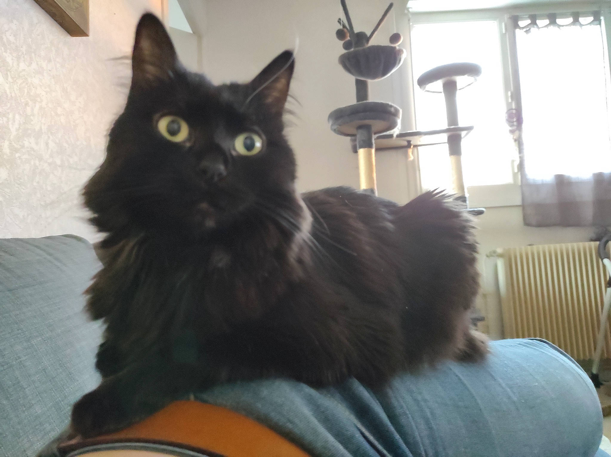 Kiara participe au concours pour gagner de l'argent avec cette photo : black_cat, bombay, carnivore, cat, cat_supply, chair, claw, comfort, domestic_short_haired_cat, felidae, fur, grey, hardwood, sitting, small_to_medium_sized_cats, snout, tail, terrestrial_animal, whiskers, window