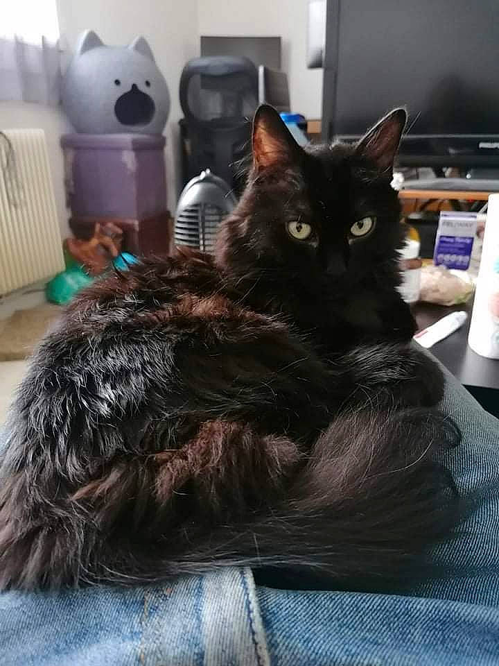 Kiara participe au concours pour gagner de l'argent avec cette photo : black_cat, carnivore, cat, claw, comfort, denim, domestic_short_haired_cat, ear, felidae, fur, grey, nap, paw, room, sitting, small_to_medium_sized_cats, tail, terrestrial_animal, vertebrate, whiskers