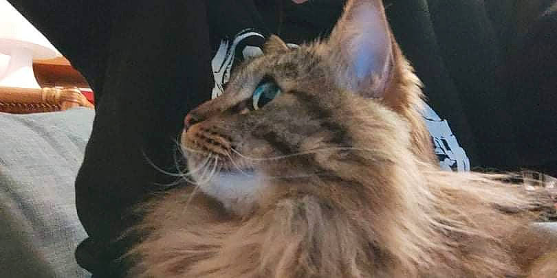 Beni a rejoint le concours — aidez-le/la à gagner de superbes lots ! carnivore, cat, fawn, felidae, fur, maine_coon, ragdoll, small_to_medium_sized_cats, snout, terrestrial_animal, whiskers, wildlife