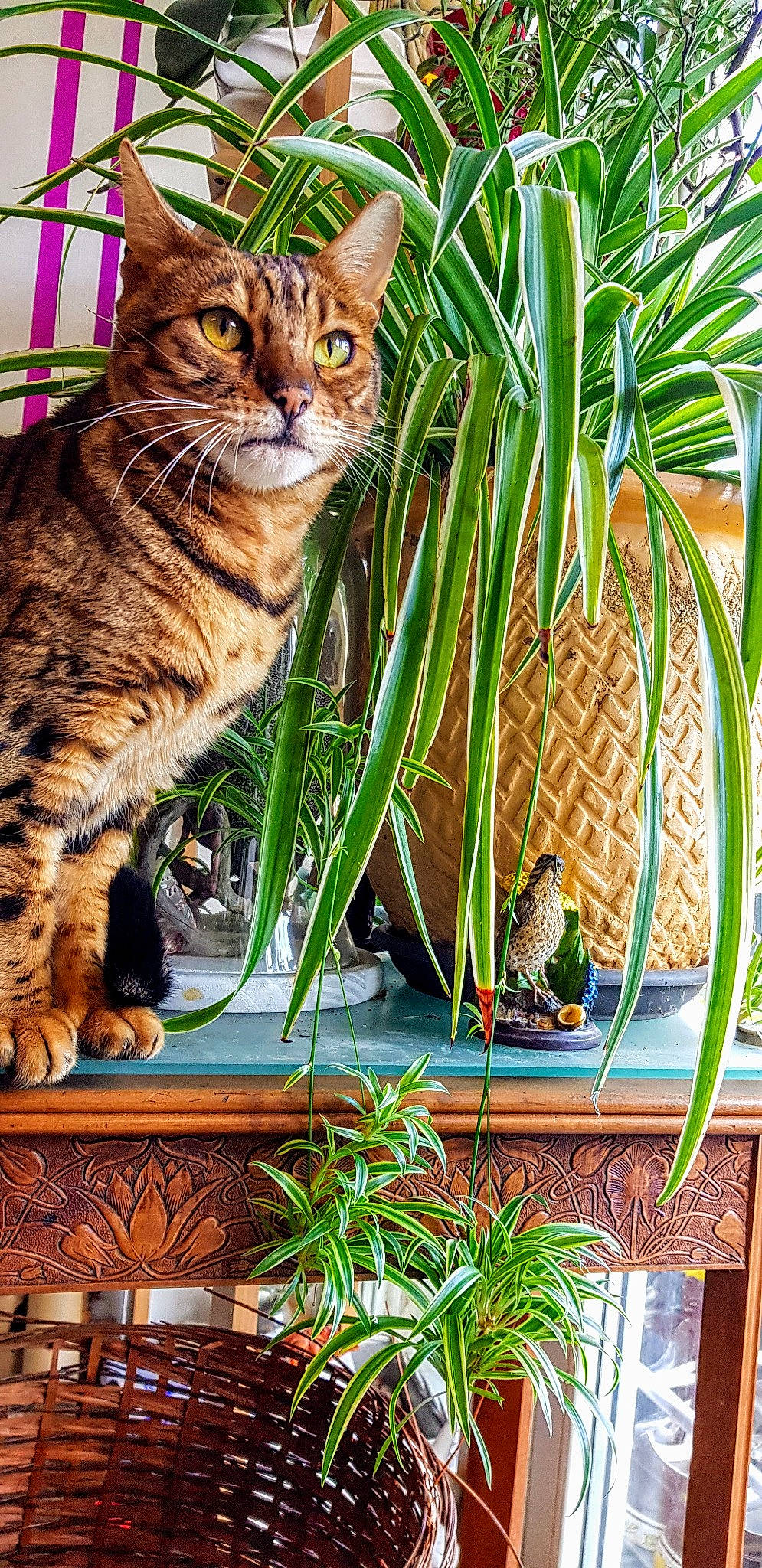 Indiana participe au concours pour gagner de l'argent avec cette photo : bengal, carnivore, cat, domestic_short_haired_cat, dragon_li, european_shorthair, felidae, grass, grass_family, houseplant, ocicat, organism, palm_tree, plant, small_to_medium_sized_cats, tabby_cat, toyger, tree, whiskers, wild_cat