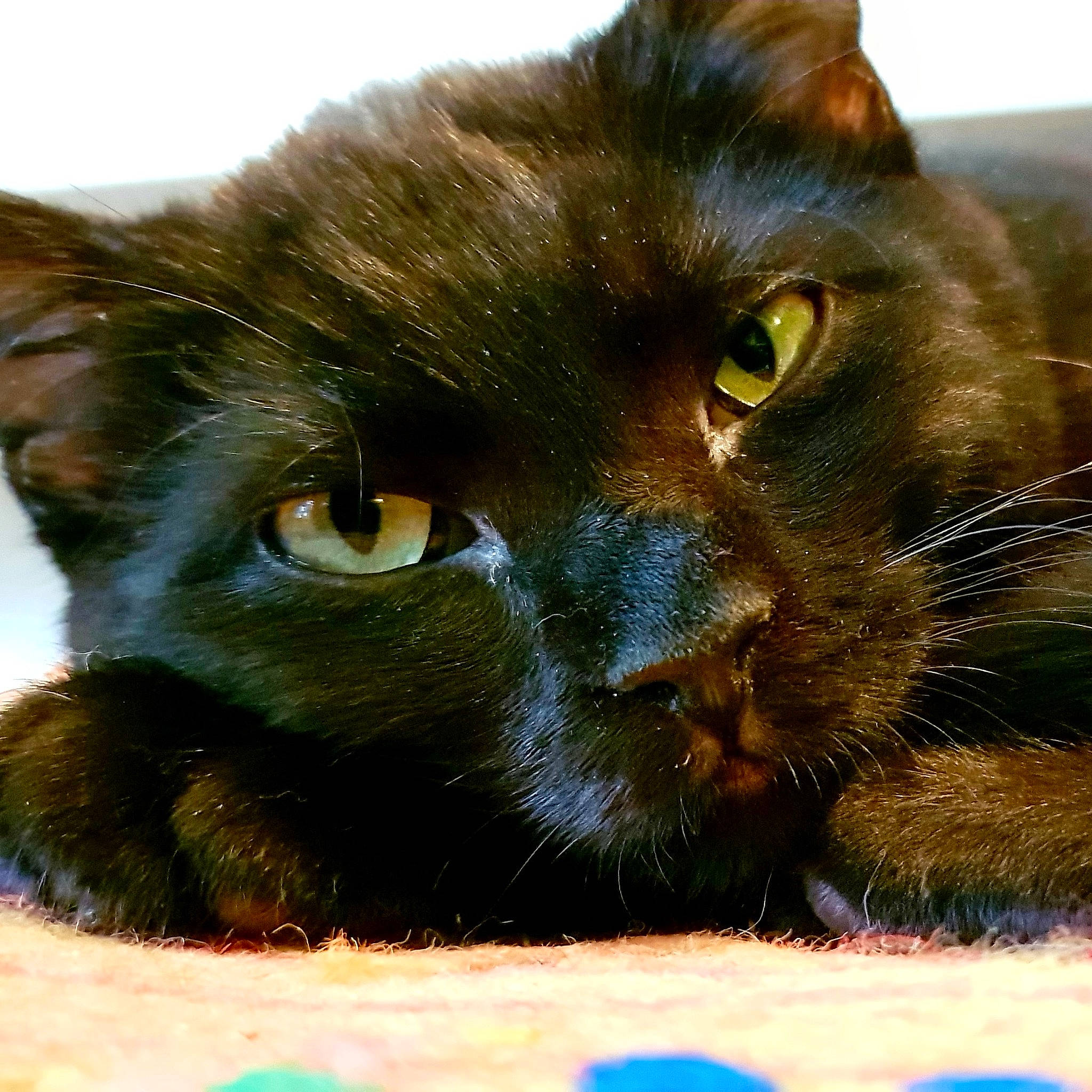 Padmée a rejoint le concours — aidez-le/la à gagner de superbes lots ! black_cat, bombay, burmese, carnivore, cat, close_up, domestic_long_haired_cat, domestic_short_haired_cat, eye, felidae, fur, havana_brown, mammal, small_to_medium_sized_cats, snout, vertebrate, whiskers