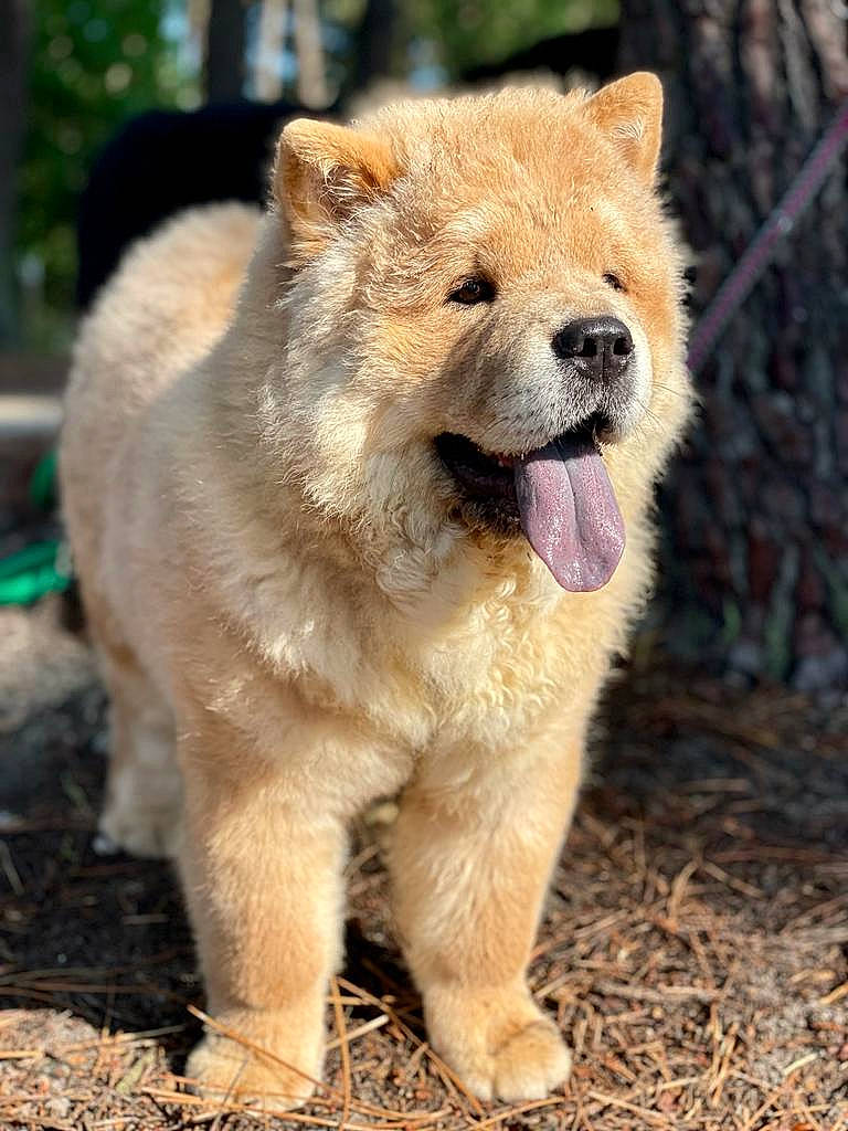 Tuulikki participe au concours pour gagner de l'argent avec cette photo : carnivore, dog_breed, fawn, fur, grass, snout, terrestrial_animal, tree, whiskers, wildlife