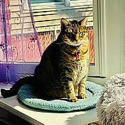 Sophie is registered to the contest to win money with this photo: cat, tabby, pet, indoor, window, curtain, purple, cushion, sunlight, feline, fur, green_eyes, collar, home, cozy, resting, table, decor, shadow, relaxed