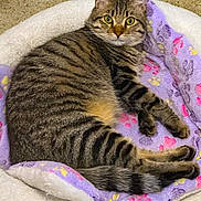 Ollie joined the competition — help win amazing prizes! cat, tabby_cat, pet, animal, feline, striped, fur, whiskers, eyes, ears, tail, blanket, paw_prints, cozy, resting, indoor, cute, comfortable, bed, soft
