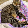 cat, tabby_cat, pet, animal, feline, striped, fur, whiskers, eyes, ears, tail, blanket, paw_prints, cozy, resting, indoor, cute, comfortable, bed, soft