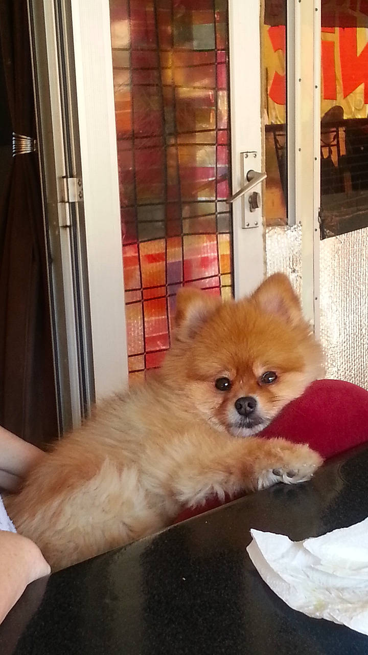 Bounthy a rejoint le concours — aidez-le/la à gagner de superbes lots ! canidae, carnivore, chair, companion_dog, dog, dog_breed, dog_supply, door, fawn, fur, german_spitz, liver, pet_supply, snout, spitz, sporting_group, toy_dog, volpino_italiano, whiskers, working_animal