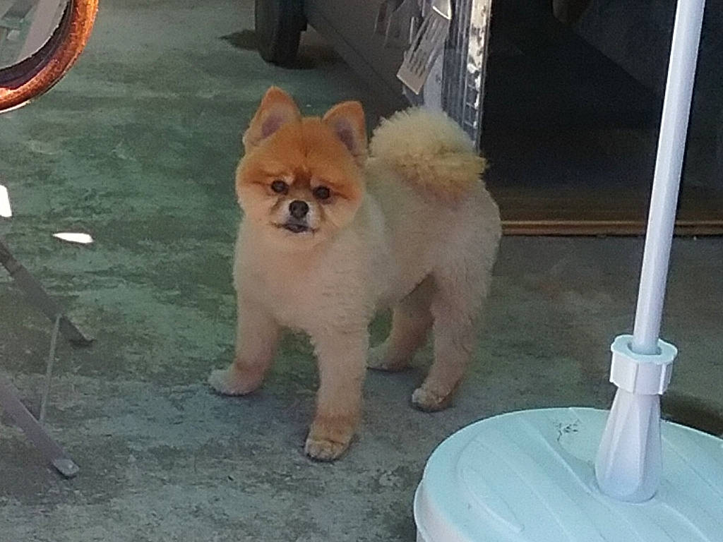 Bounthy participe au concours pour gagner de l'argent avec cette photo : asphalt, automotive_tire, carnivore, companion_dog, dog, dog_breed, fawn, fur, gas, german_spitz, road, road_surface, sidewalk, snout, spitz, sporting_group, tail, tire, toy_dog, working_animal