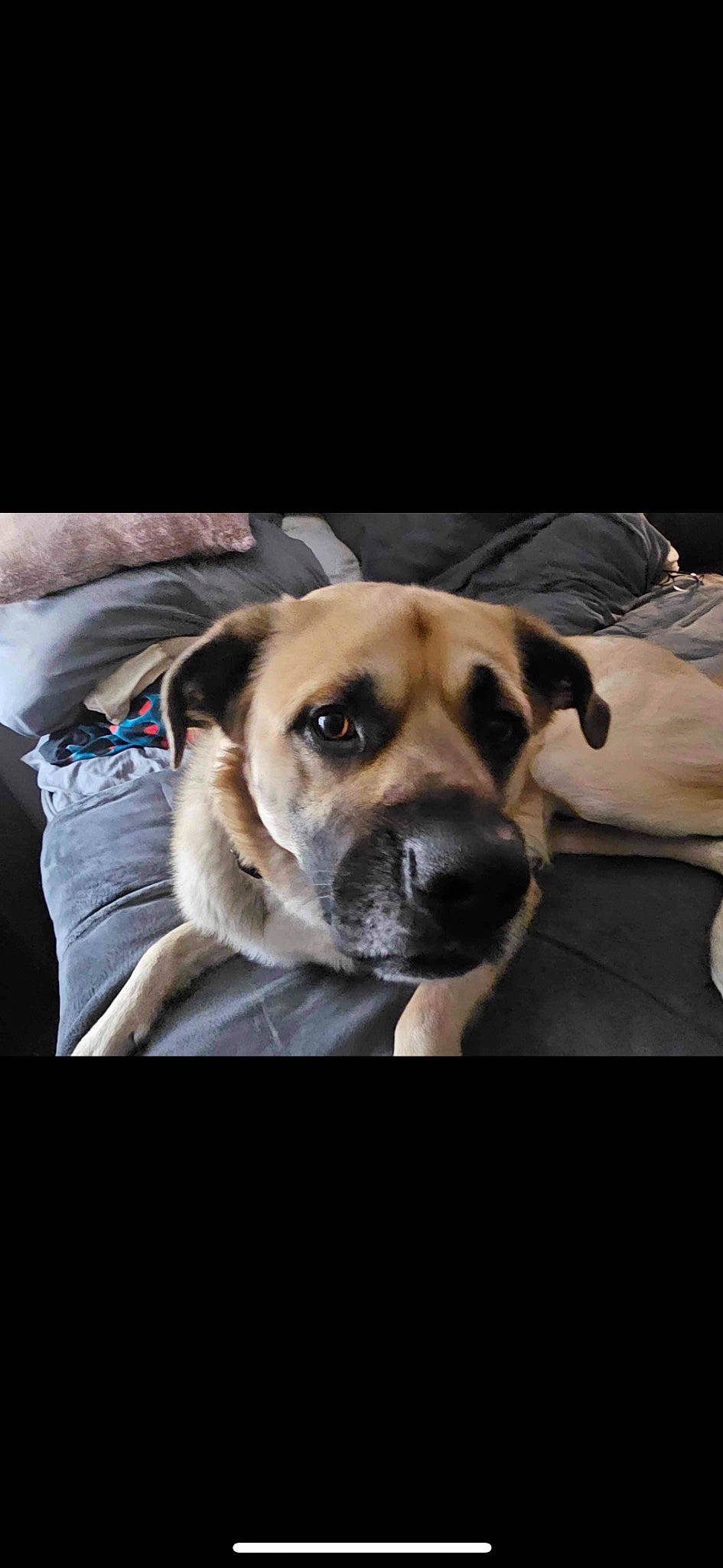 Carl is registered to the contest to win money with this photo: carnivore, companion_dog, dog, dog_breed, dog_supply, flash_photography, fur, photo_caption, smile, whiskers