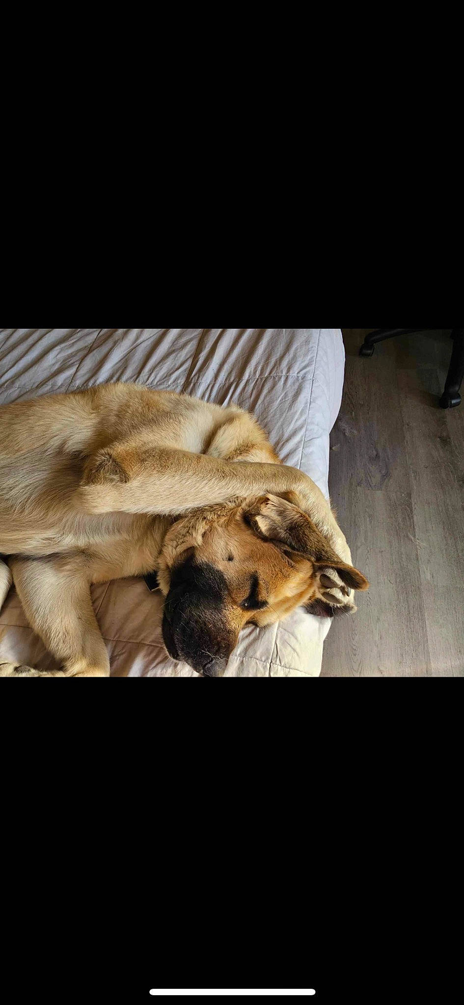 Carl is registered to the contest to win money with this photo: big_cats, canidae, carnivore, comfort, companion_dog, dog, dog_breed, fawn, felidae, fur, linens, lion, paw, photo_caption, snout, terrestrial_animal, whiskers, wildlife, wood, working_animal