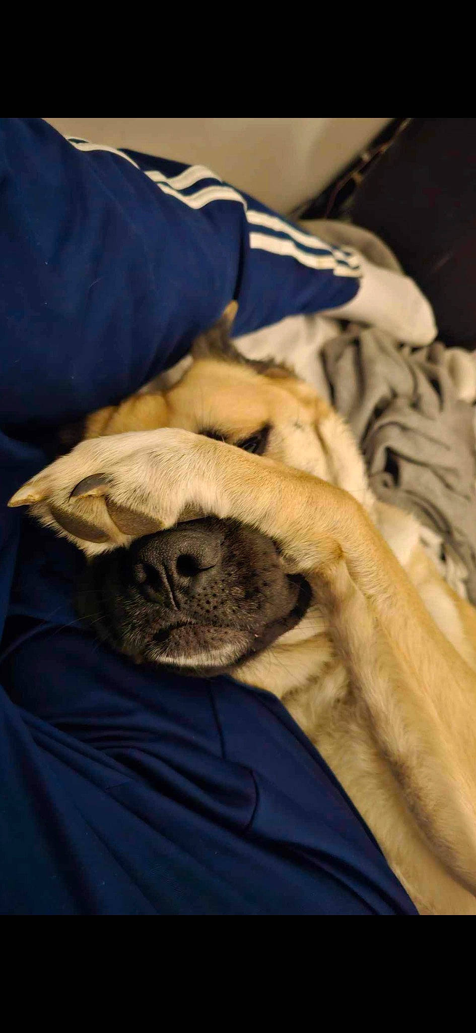 Carl is registered to the contest to win money with this photo: bed_sheet, bedding, canidae, carnivore, comfort, companion_dog, dog, dog_breed, fawn, fur, grey, linens, nap, snout, sporting_group, toy_dog, whiskers, wood, working_animal, wrinkle