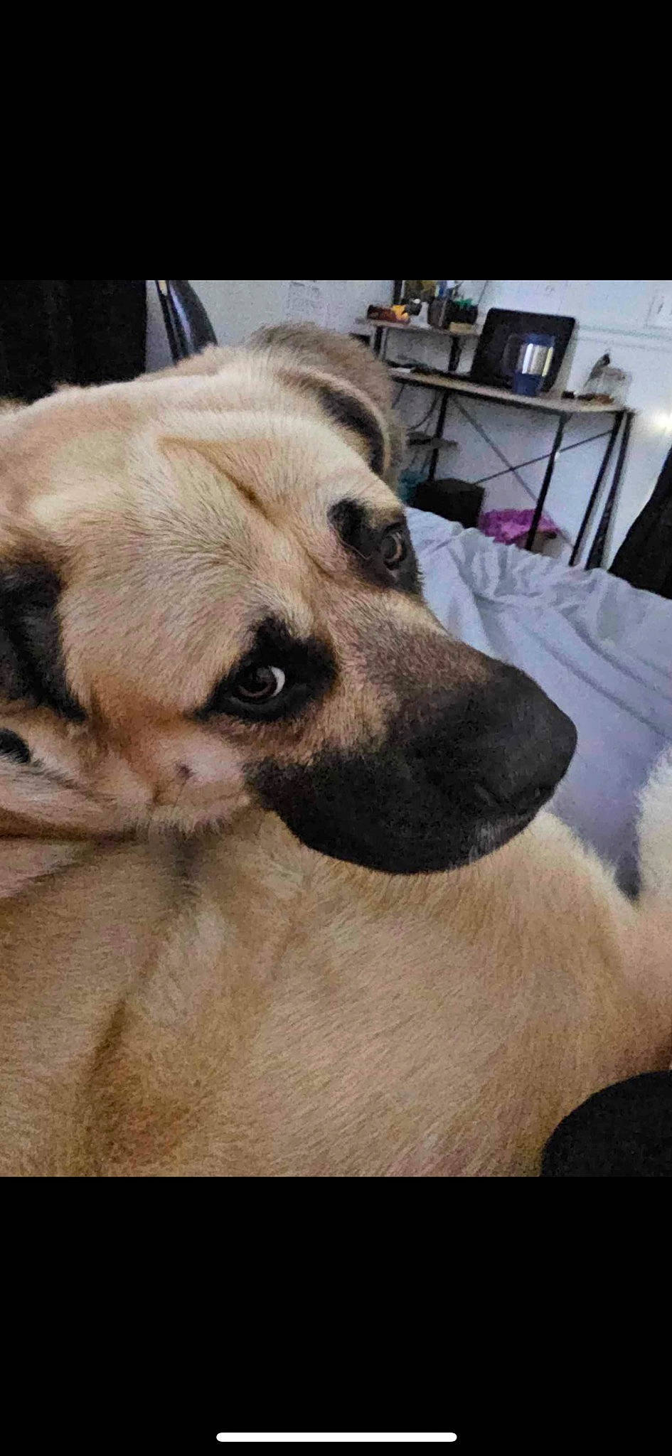 Carl is registered to the contest to win money with this photo: carnivore, cloud, collar, comfort, companion_dog, dog, dog_breed, dog_supply, fawn, fur, guard_dog, kitchen_appliance, non_sporting_group, paw, pet_supply, puppy, puppy_love, sporting_group, whiskers, working_animal