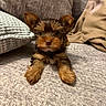 puppy, dog, small_dog, cute, fluffy, ears, couch, pillow, blanket, indoor, pet, animal, lying_down, cozy, brown, fur, portrait, looking, home, relaxed