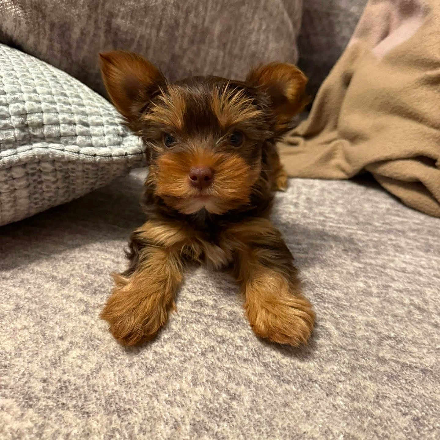 Boo Bear