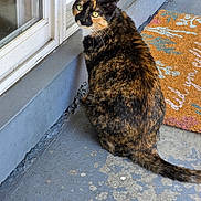Meekah joined the competition — help win amazing prizes! cat, tortoiseshell, pet, animal, green_eyes, porch, door, welcome_mat, concrete, outdoor, feline, sitting, curious, closeup, fur, whiskers, tail, window, reflection, daylight