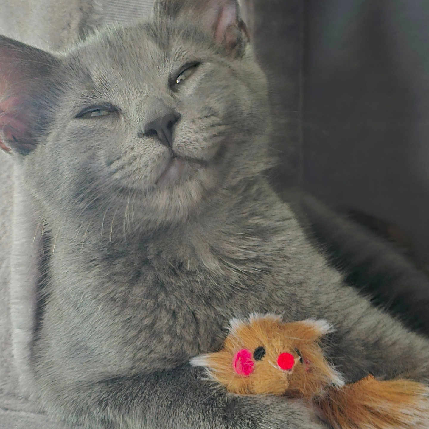 Nala joined the competition — help win amazing prizes! animal, cat, close_up, companion, cozy, cute, domestic_animal, ears, feline, furry, gray_cat, indoor, mouse_toy, paw, pet, relaxed, sleepy, soft_texture, toy, whiskers