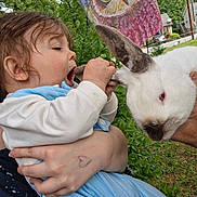 Jasper Lynn Thomas is registered to the contest to win money with this photo: toddler, child, rabbit, animal, ear, hand, outdoor, greenery, flag, owl, person, holding, cute, curious, face, nature, baby, playful, portrait, daylight