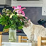 cat, flower, bouquet, pink_flower, green_leaf, table, chair, kitchen, vase, domestic_animal, indoor, pet, curious, wooden_chair, furniture, home, flora, plant, white_table, soft_fur