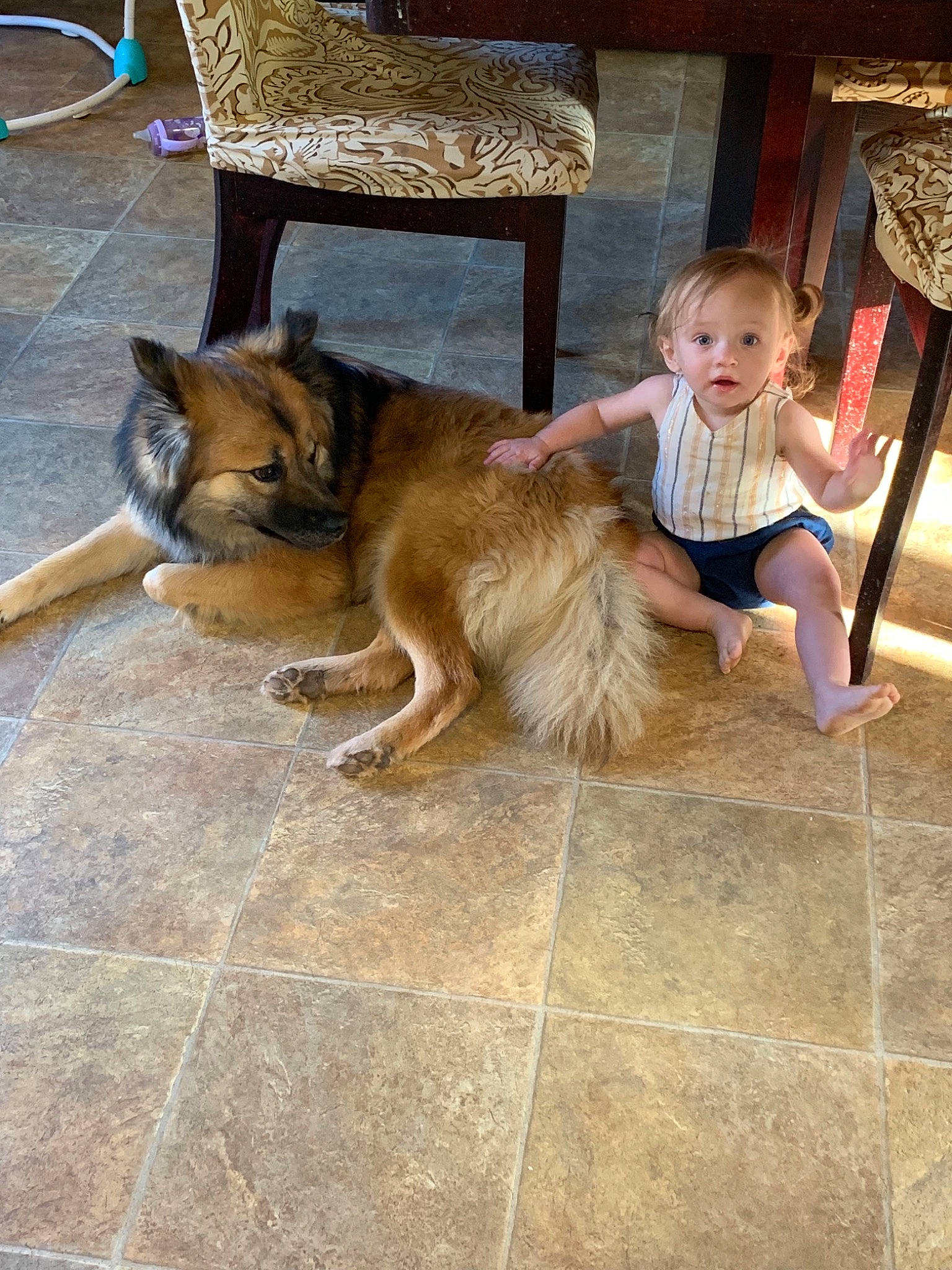 Kaysen joined the competition — help win amazing prizes! canidae, carnivore, child, dog, dog_breed, fawn, floor, flooring, german_shepherd_dog, person, play, tile