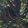 cat, tree, branches, leaves, outdoor, nature, animal, tabby, wildlife, camouflage, sunlight, shadow, pet, feline, climbing, greenery, forest, daylight, quiet, alert
