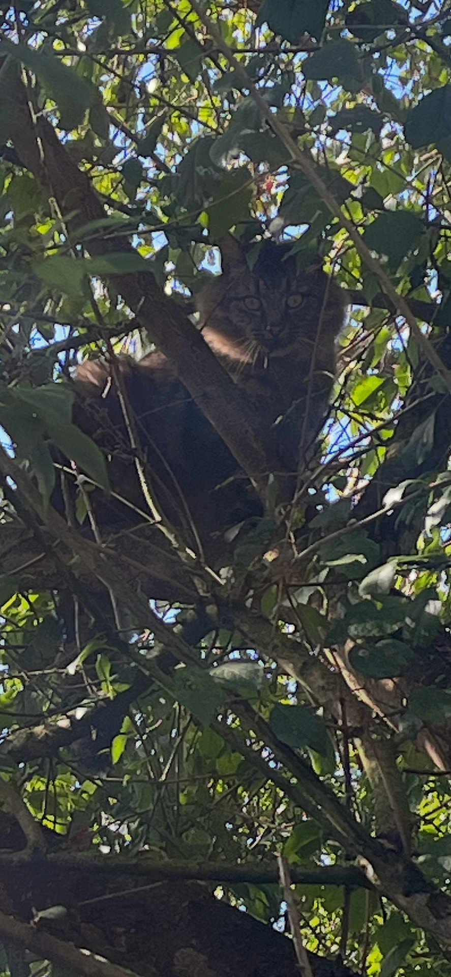 Aya a rejoint le concours — aidez-le/la à gagner de superbes lots ! cat, tree, branches, leaves, outdoor, nature, animal, tabby, wildlife, camouflage, sunlight, shadow, pet, feline, climbing, greenery, forest, daylight, quiet, alert